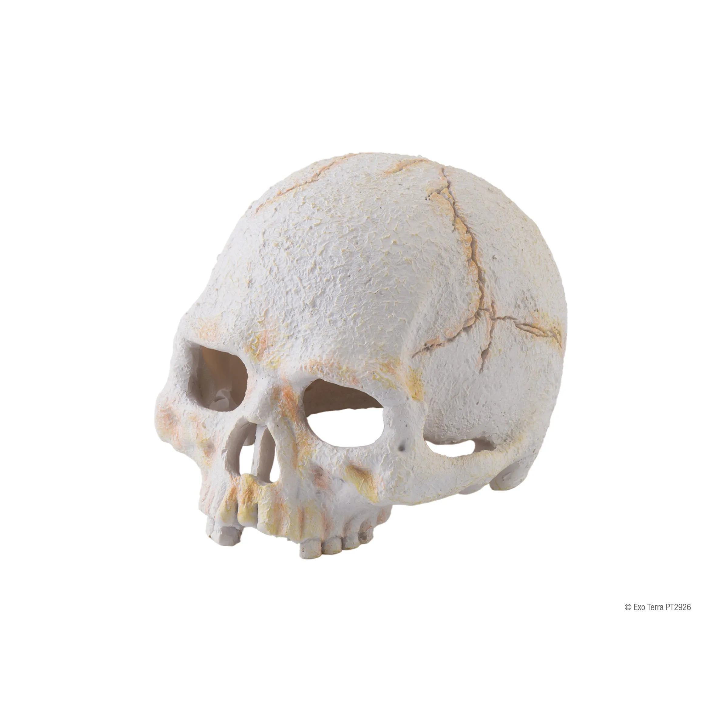 Exo Terra Primate Skull (Small)