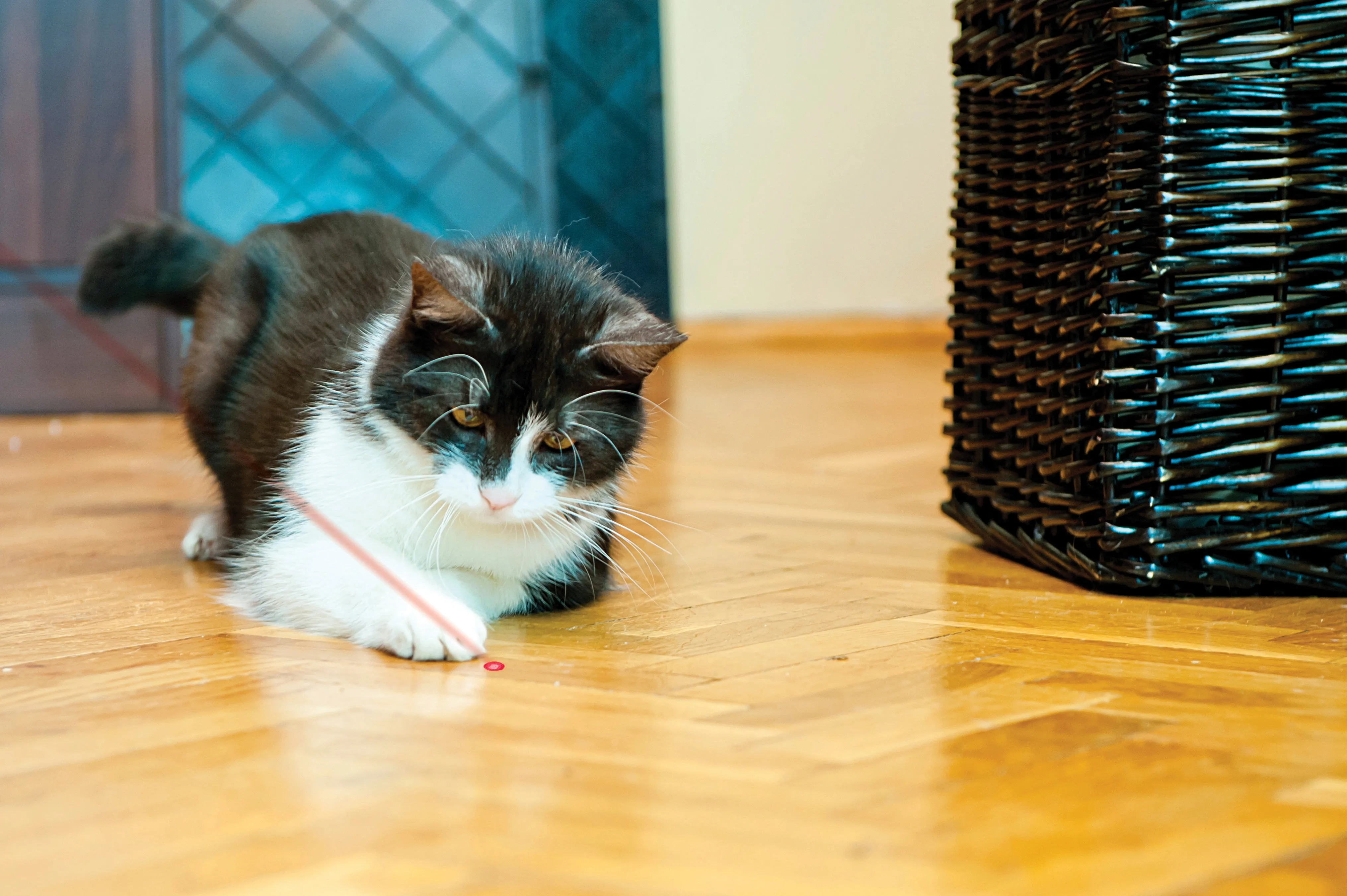 Laser Pointer