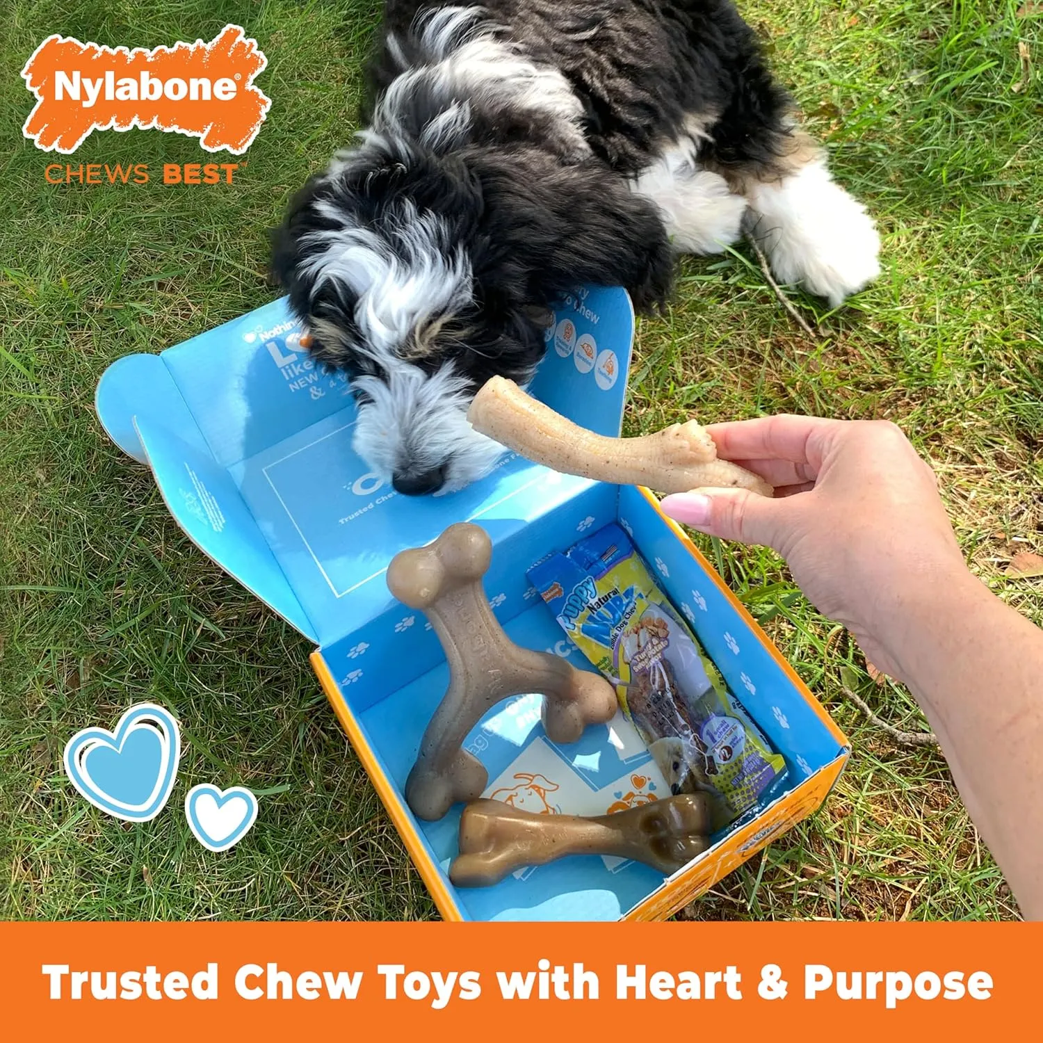 Nylabone Puppy Gift Box, Includes 3 Strong Chew Toys and 1 Natural Dog Treat, Gifts for Puppies, Small - Up to 25 lbs, 4 Pack