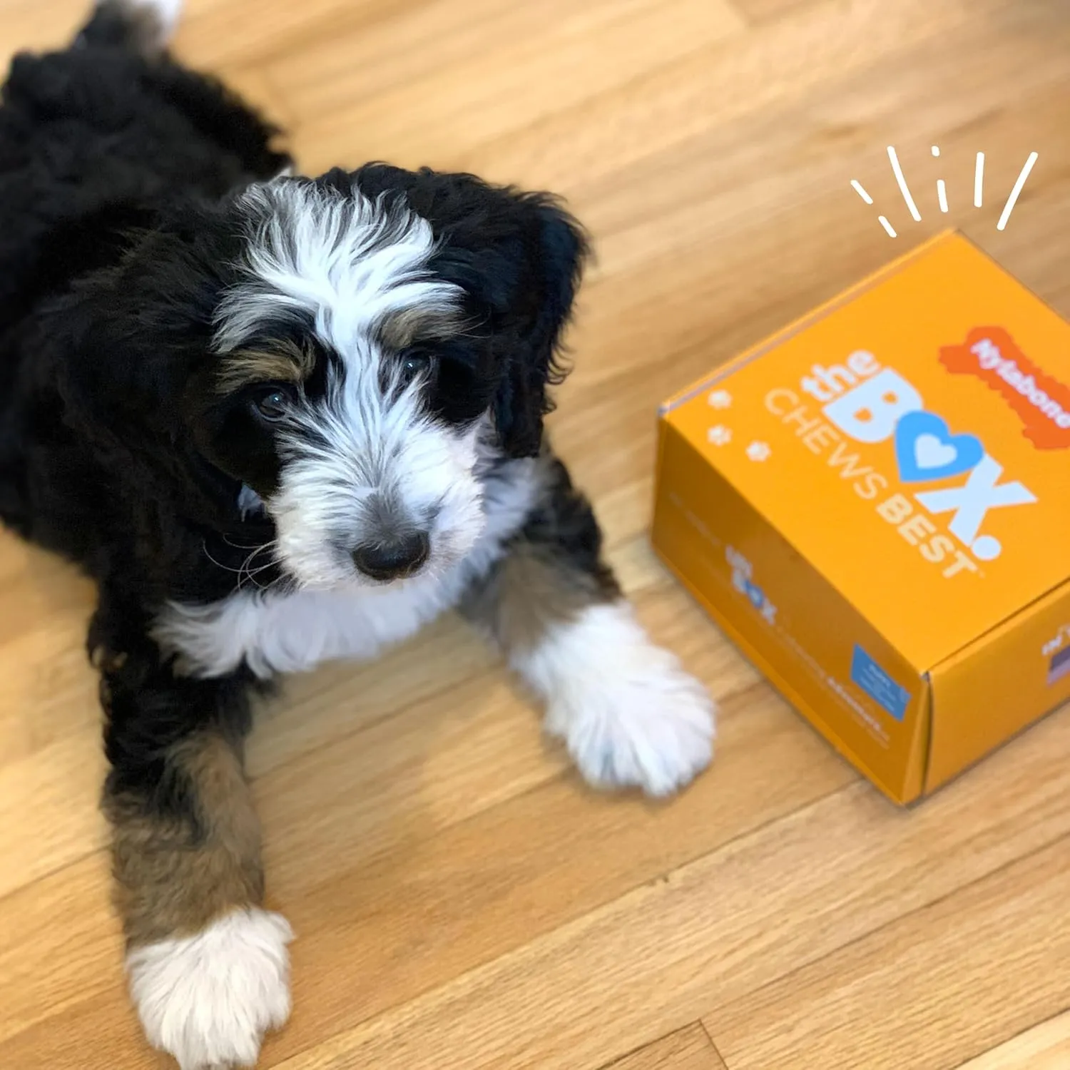 Nylabone Puppy Gift Box, Includes 3 Strong Chew Toys and 1 Natural Dog Treat, Gifts for Puppies, Small - Up to 25 lbs, 4 Pack