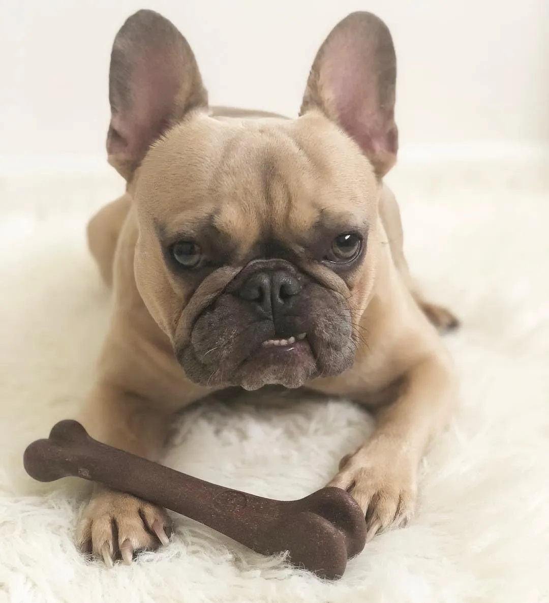 SPOT Bam-Bones Bone - Made with Strong Bamboo Fiber, Durable Long Lasting Dog Chew for Light to Moderate Chewers, Great Toy for Adult Dogs & Teething Puppies Under 25lbs, 5.75in, Bacon Flavor