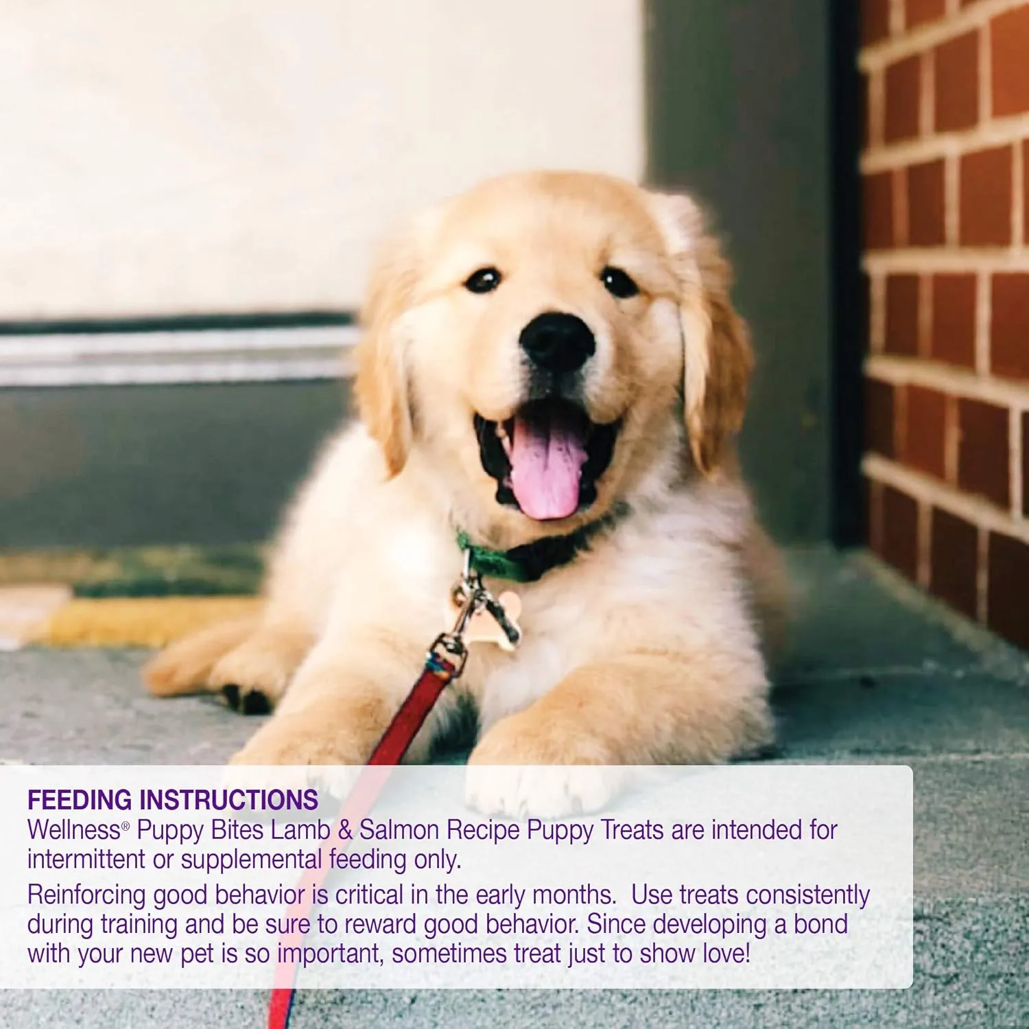 Wellness Puppy Treats, Natural, Training Treat, Grain Free, Soft Lamb & Salmon (8 Ounce Bag)