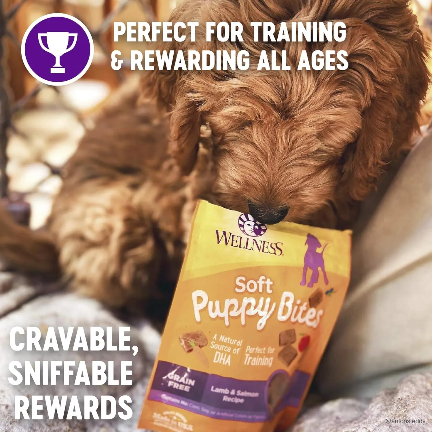 Wellness Puppy Treats, Natural, Training Treat, Grain Free, Soft Lamb & Salmon (8 Ounce Bag)