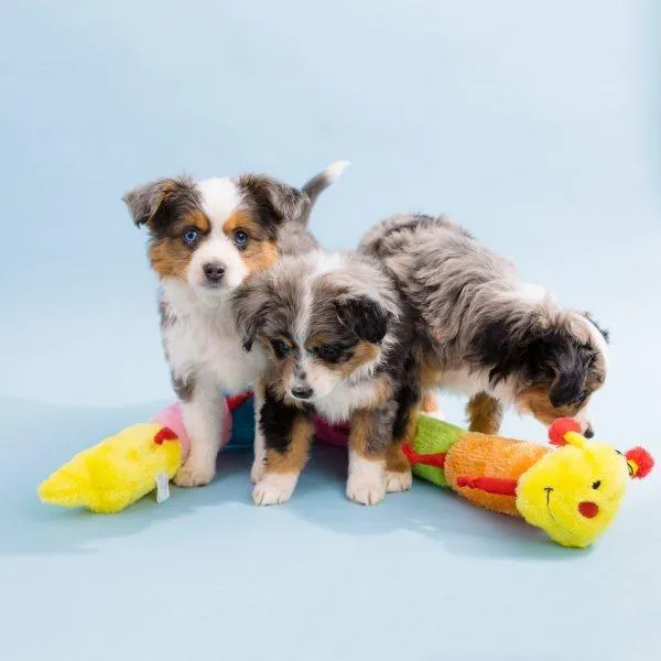 ZippyPaws 6 Blaster Squeaker Caterpillar Plush Dog Toy (Deluxe)