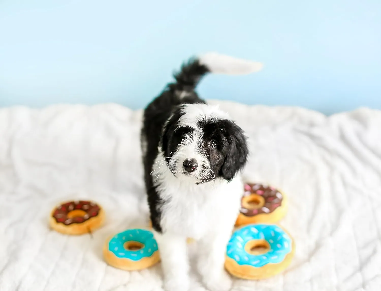 ZippyPaws - Mini Donutz No Stuffing Squeaky Plush Dog Toy - Blueberry